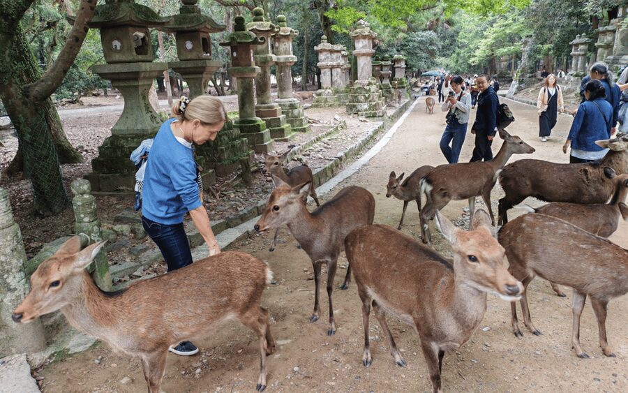 Nara: Great Buddha, Kasuga Shrine & Deer Park Tour - Meeting at Himuro Shrine