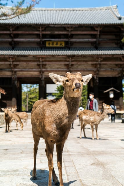 Nara Heritage Walkabout from Nara Park to Todaji-ji temple - Entering Todaiji and the Great Buddha Hall