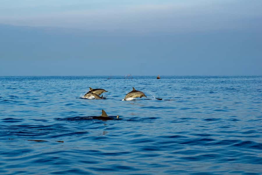 North Bali: Sunrise Tour with Dolphins, Waterfalls & Temples - An early start for Lovina’s dolphin coast