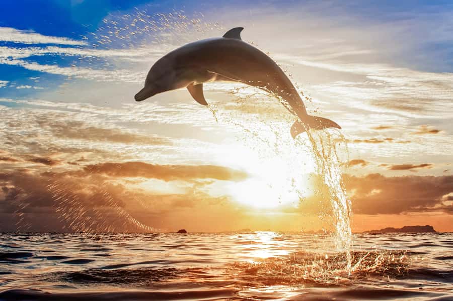 North Bali: Sunrise Tour with Dolphins, Waterfalls & Temples - Is $55 a fair price?
