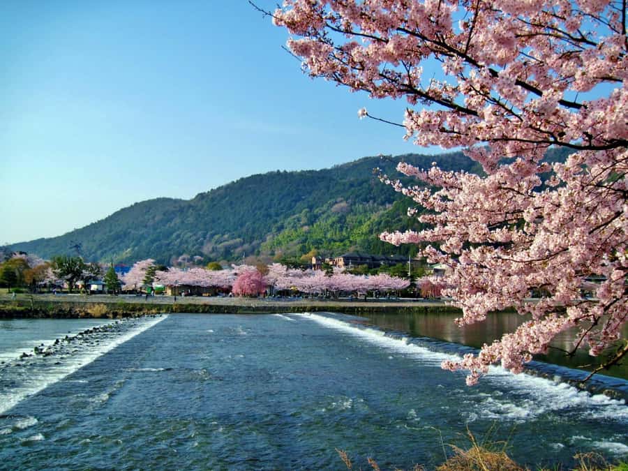 Osaka/Kyoto: Arashiyama, Nara & Fushimi Inari Shrine w/Lunch - How good is the $61 value?