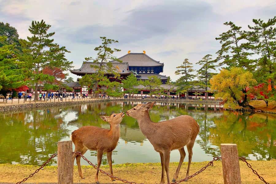 Osaka/Kyoto: Arashiyama, Nara & Fushimi Inari Shrine w/Lunch - Booking details that matter