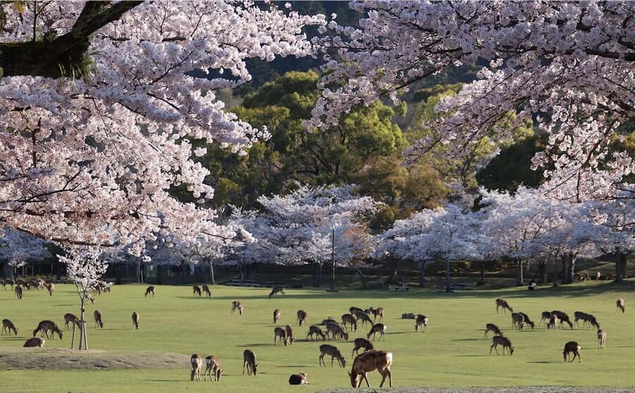 Osaka/Kyoto: Arashiyama, Nara Park, Fushimi Shrine Tour - Three major sights, one long day