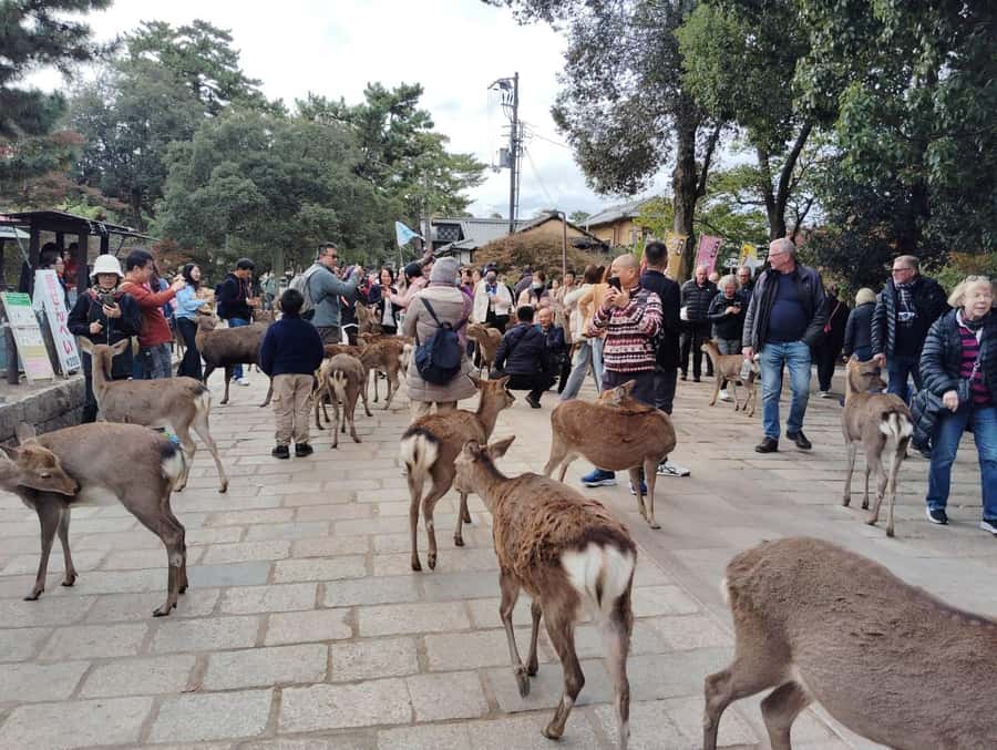 Osaka/Kyoto:Kinkakuji,Arashiyama,FushimiInariShrine,NaraPark - Who should book this day trip?