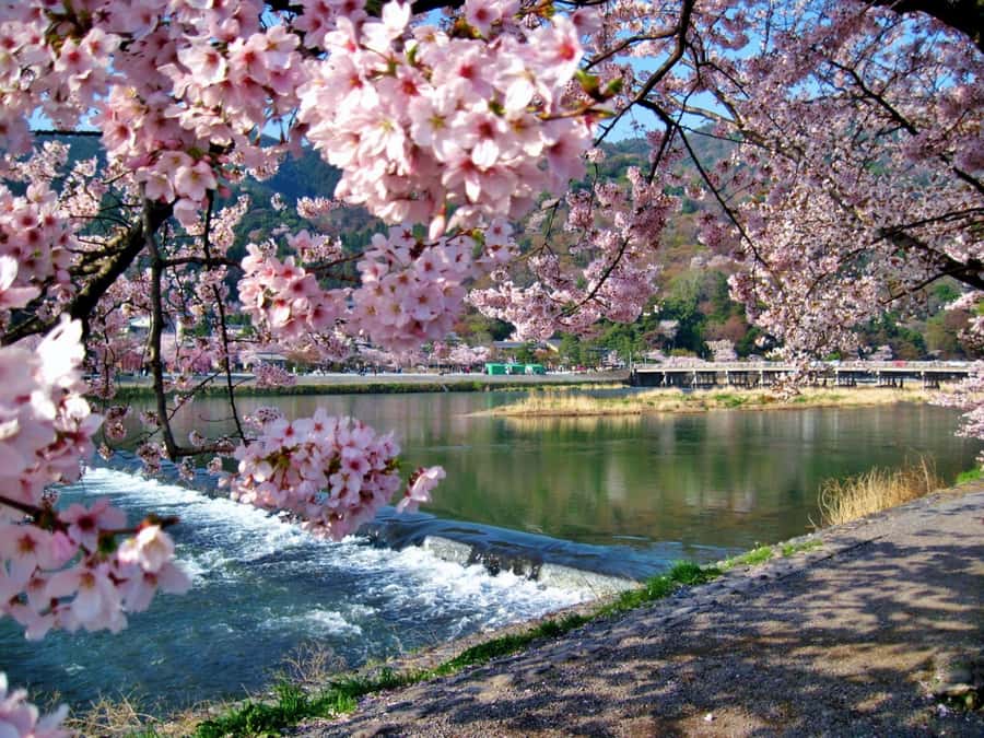 Osaka/Kyoto:Kinkakuji,Arashiyama,FushimiInariShrine,NaraPark - Kinkaku-ji and the shine of the Golden Pavilion