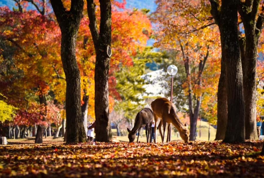 Osaka/Kyoto:Kinkakuji,Arashiyama,FushimiInariShrine,NaraPark - What the long day feels like