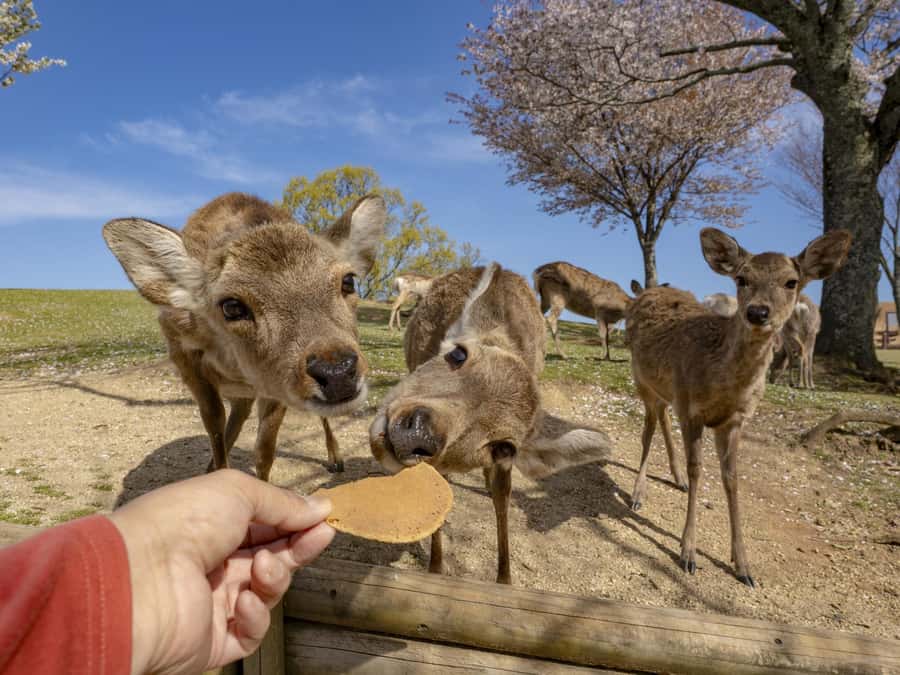 Osaka/Kyoto:Kinkakuji,Arashiyama,FushimiInariShrine,NaraPark - Meeting points and practical details