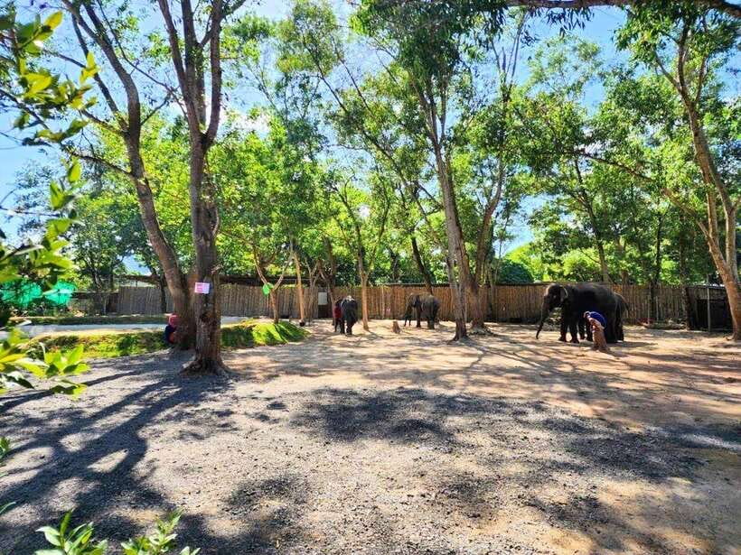 Phuket City Tour with Viewpoints, Temples & Elephant Feeding - Khao Rang Hill and the monkey lookout