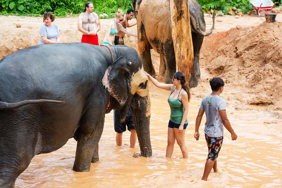 Phuket: Phuket Elephant Sanctuary, Wat Chalong & more - What responsible elephant contact means here