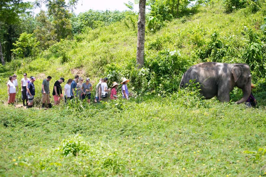 Phuket: Phuket Elephant Sanctuary, Wat Chalong & more - Nai Harn Beach is a useful final stop