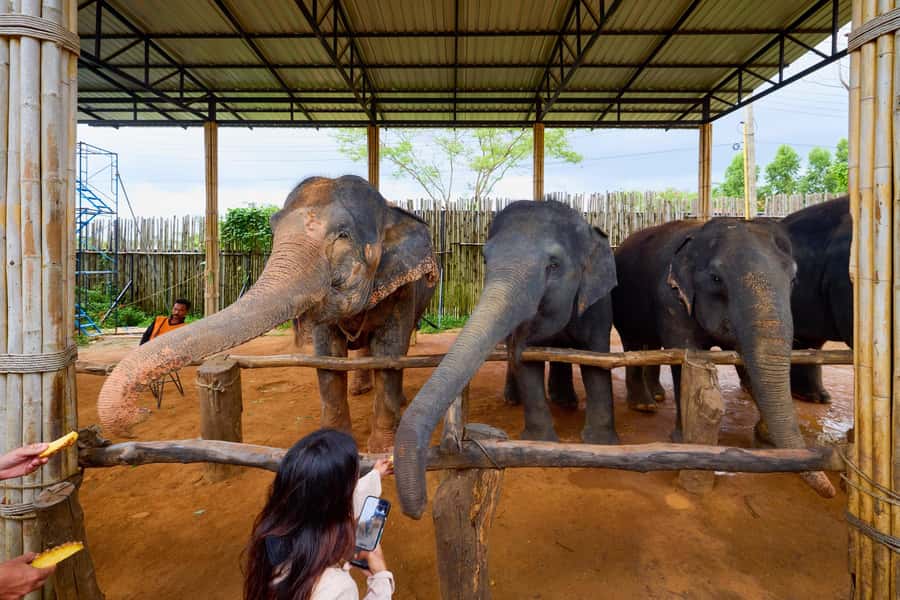 Phuket: Phuket Elephant Sanctuary, Wat Chalong & more - The small group and transport setup