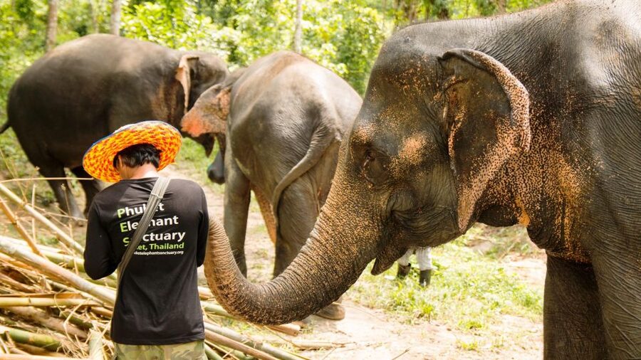 Phuket: Phuket Elephant Sanctuary, Wat Chalong & more - Should you book this tour?