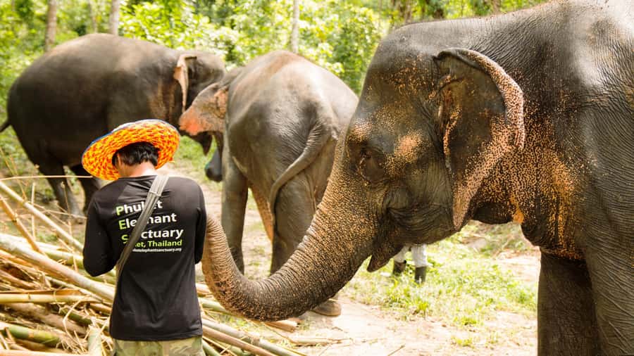 Phuket: Phuket Elephant Sanctuary, Wat Chalong & more - FAQ