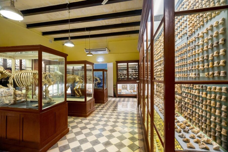 Prehistoric Temples of Malta Tour - What the guide adds to the experience