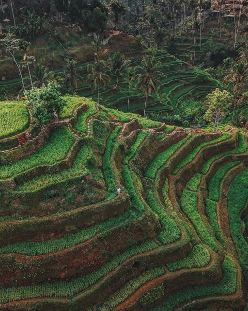 Private ubud tour Rice teracce, temple & Secret waterfall - What the $24 price really covers