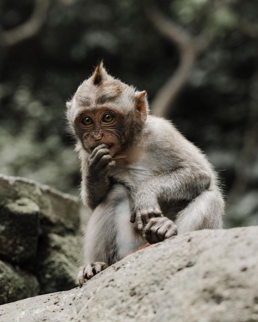 Private ubud tour Rice teracce, temple & Secret waterfall - Pickup times and the long day