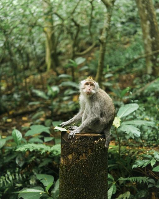 Private ubud tour Rice teracce, temple & Secret waterfall - Monkey Forest: macaques and three temple compounds