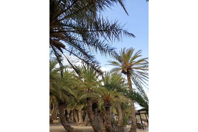 RIVIERA - Vai Palm Beach, Toplou Monastery - Wine tasting, olive oil, and a note of caution