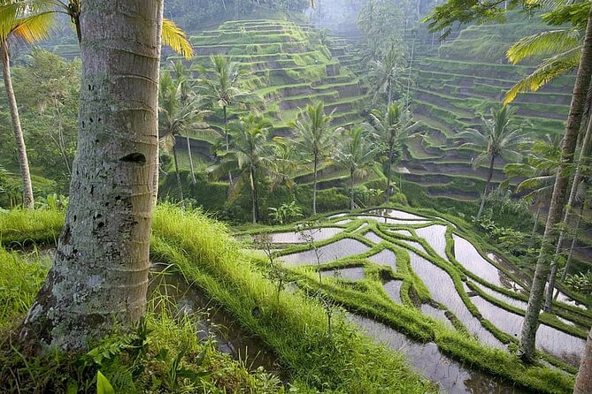 Selogriyo Temple and Trekking Java Rice Terraces, hidden waterfall -Nature Java - The guide can shape the whole day