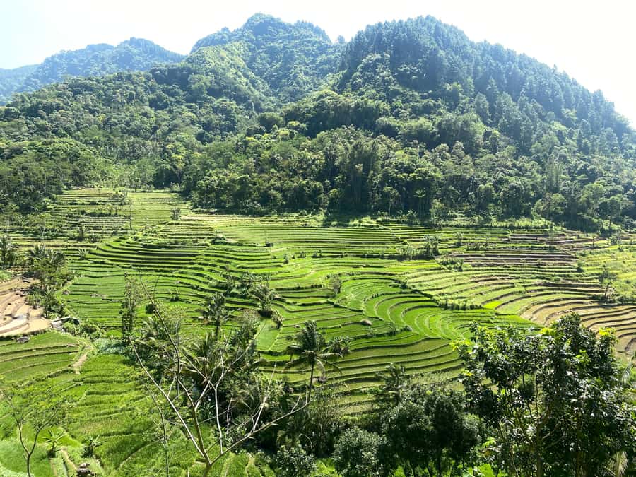 Selogriyo Temple Rice Terraces Private Tour with Local Lunch - Key points at a glance