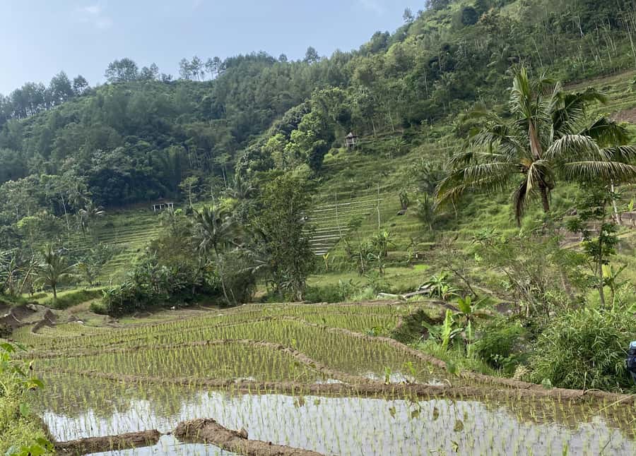 Selogriyo Temple Rice Terraces Private Tour with Local Lunch - How to prepare for the day