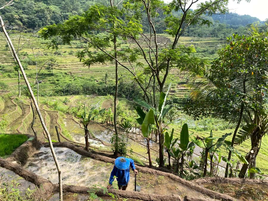 Selogriyo Temple Rice Terraces Private Tour with Local Lunch - Who will enjoy Selogriyo most