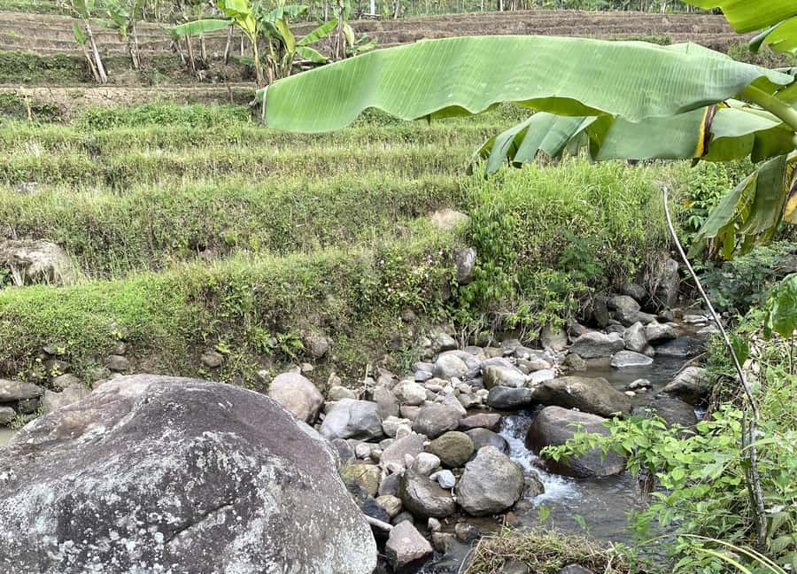 Selogriyo Temple Rice Terraces Private Tour with Local Lunch - Should you book this private Java day trip?