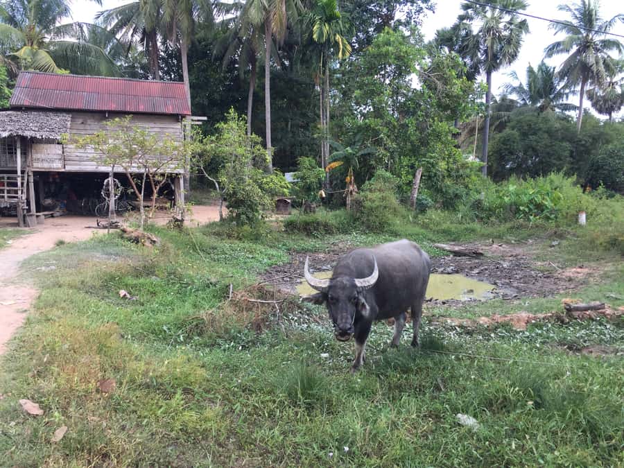 Siem Reap: 4-Day Angkor Wat and Beng Mealea Tour - Why four days works better than a temple sprint