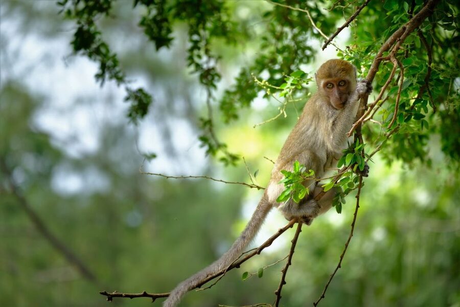 Sok River: Bamboo Raft Ride, Monkey Temple & View Point Tour - The monkey cave temple
