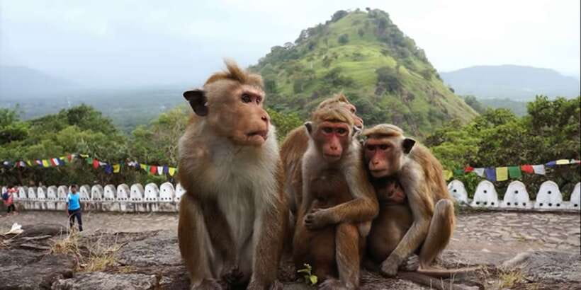 Sri Lanka Bentota: Day Trip to Sigiriya and Dambulla Temple - What to make of the Minneriya stop