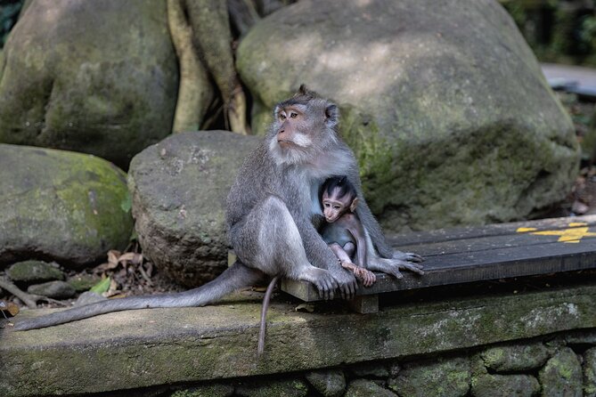 The Three Temples of Bali Half Day Private Tour - Taman Ayun and the royal temple grounds