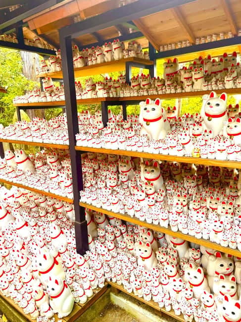 Tokyo: Gotokuji Cat Temple, Shinjuku Cat Cafe & 3D Cat Tour - Key details before you book