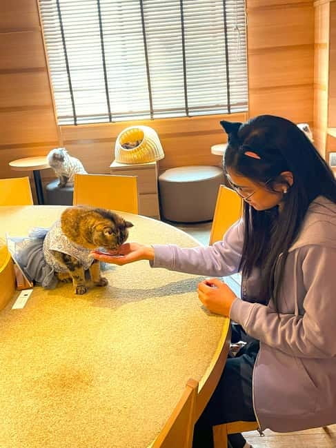 Tokyo: Gotokuji Cat Temple, Shinjuku Cat Cafe & 3D Cat Tour - Why this cat tour works in a city as large as Tokyo