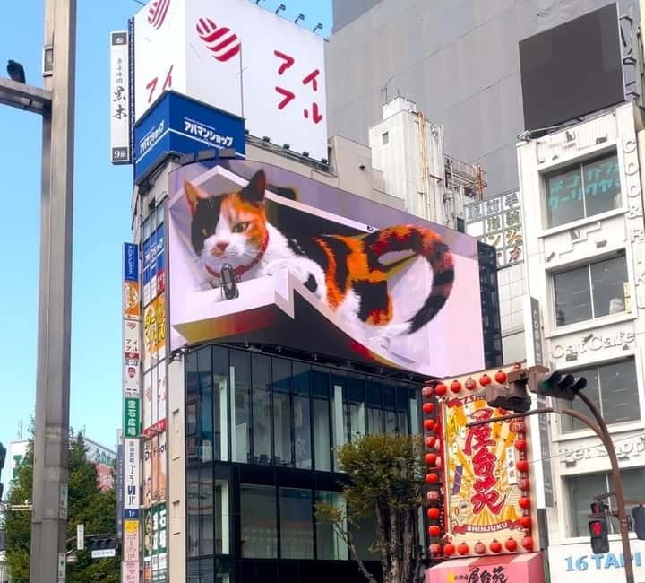 Tokyo: Gotokuji Cat Temple, Shinjuku Cat Cafe & 3D Cat Tour - Cat Town shopping near Gotokuji