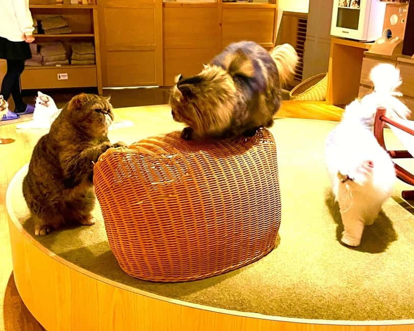 Tokyo: Gotokuji Cat Temple, Shinjuku Cat Cafe & 3D Cat Tour - How much value do you get for $56?