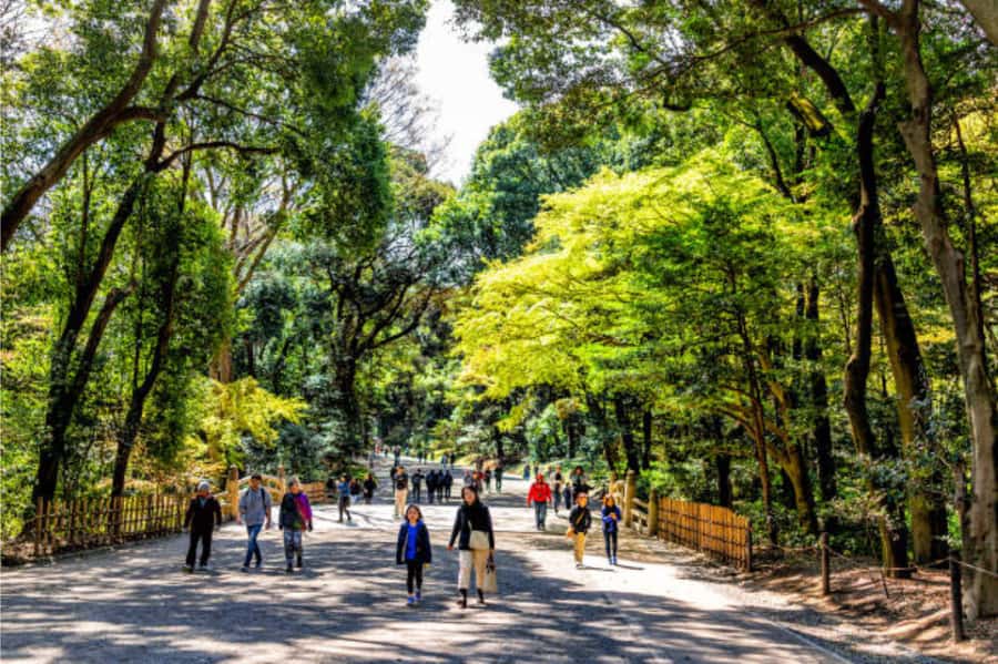 Tokyo: Meiji Shrine Walking Tour with Local Guide - The Outer Worship Hall and Proper Shrine Etiquette