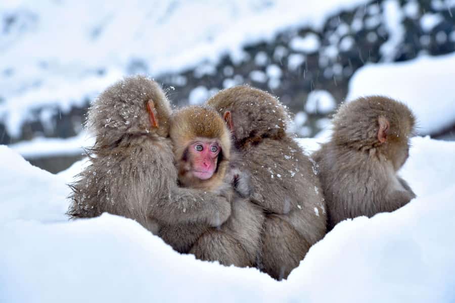 Tokyo/Nagano: private Tour with Snow Monkey Park & Temples - Shibu Onsen is worth seeing even without a bath