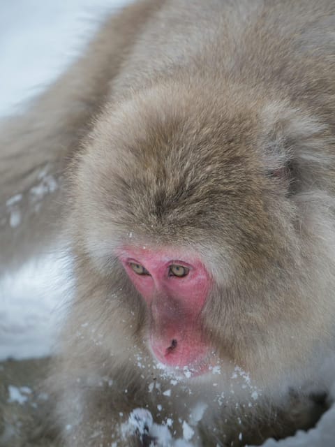 Tokyo: Nagano, Snow Monkeys and Zenko-ji Temple Private Tour - Why the snow monkeys are worth the long ride