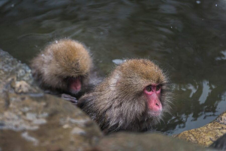 Tokyo: Nagano, Snow Monkeys and Zenko-ji Temple Private Tour - Price, group size, and what you still pay