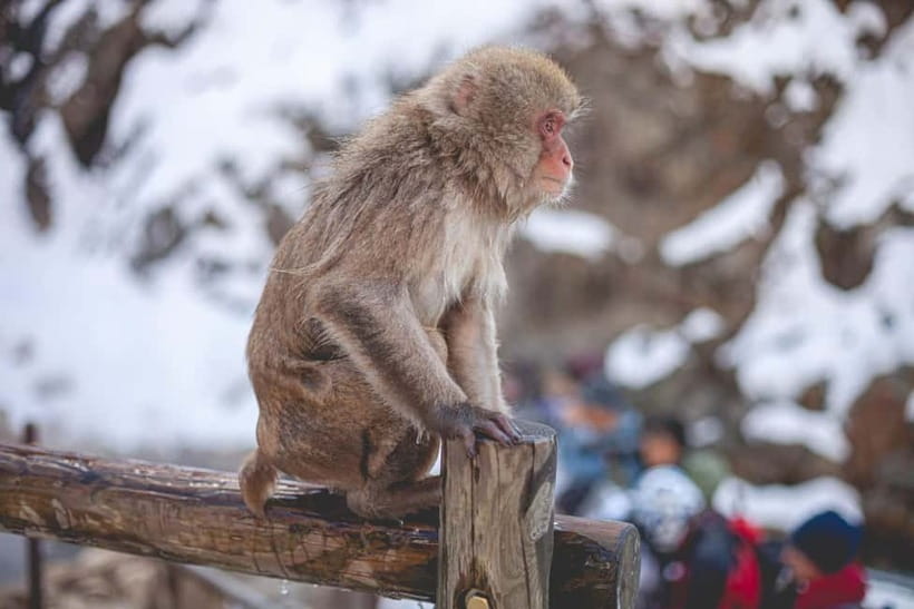 Tokyo: Nagano Snow Monkeys and Zenkoji Tour with Temples - Quick takeaways