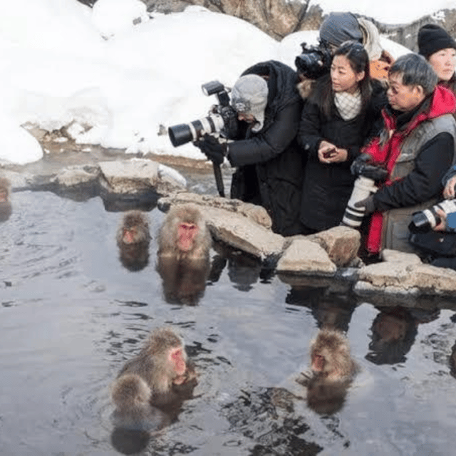 Tokyo: Nagano Snow Monkeys and Zenkoji Tour with Temples - Why the snow monkeys make this trip worthwhile