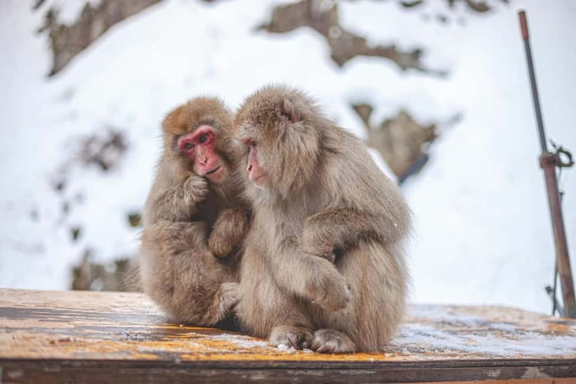 Tokyo: Nagano Snow Monkeys and Zenkoji Tour with Temples - Shibu Onsen, with photos instead of a spa stay