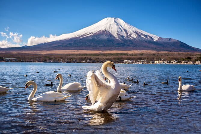 :Tokyo,Shibuya /Meiji Shrine tour in KIMONO/English-friendly - Main Shrine and Shinto Prayer Hall
