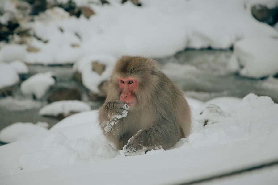 Tokyo: Snow Monkey and Zenkoji Temple Day Trip In Low Price - Nakamise Street for snacks and small souvenirs