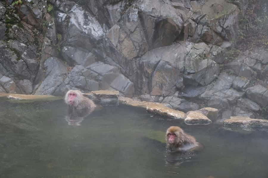Tokyo: Snow Monkey and Zenkoji Temple Day Trip In Low Price - The private vehicle and English-speaking driver