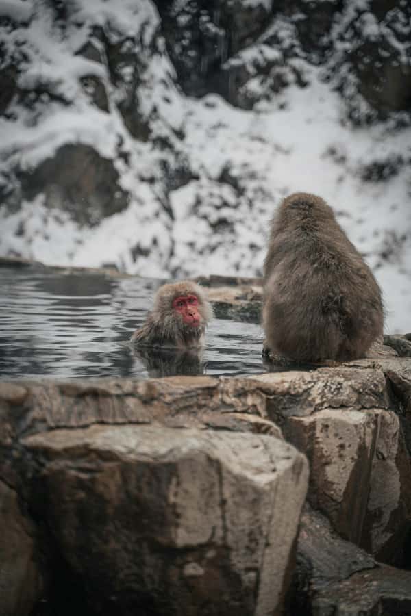 Tokyo: Snow Monkey and Zenkoji Temple Day Trip In Low Price - Is $550 good value for six people?