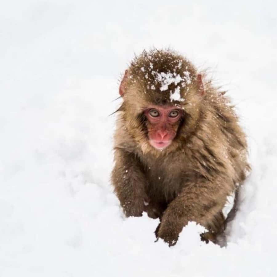 Tokyo: Snow Monkey Park and Zenkoji Temple Private Day Tour - The snow monkeys are the reason to go