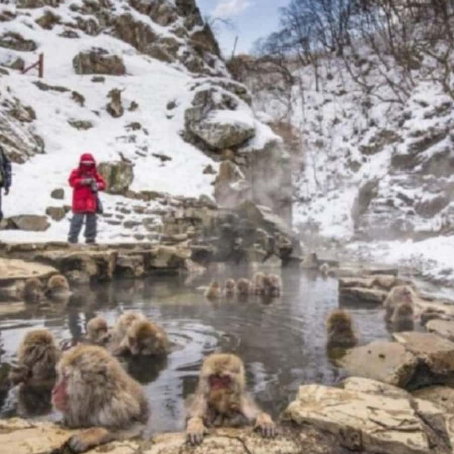 Tokyo: Snow Monkey Park and Zenkoji Temple Private Day Tour - The Tokyo drive changes the shape of the day