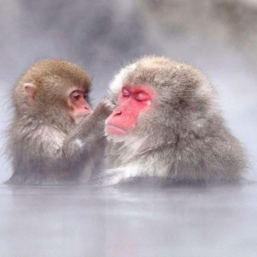 Tokyo: Snow Monkey Park and Zenkoji Temple Private Day Tour - Timing, weather, and physical effort