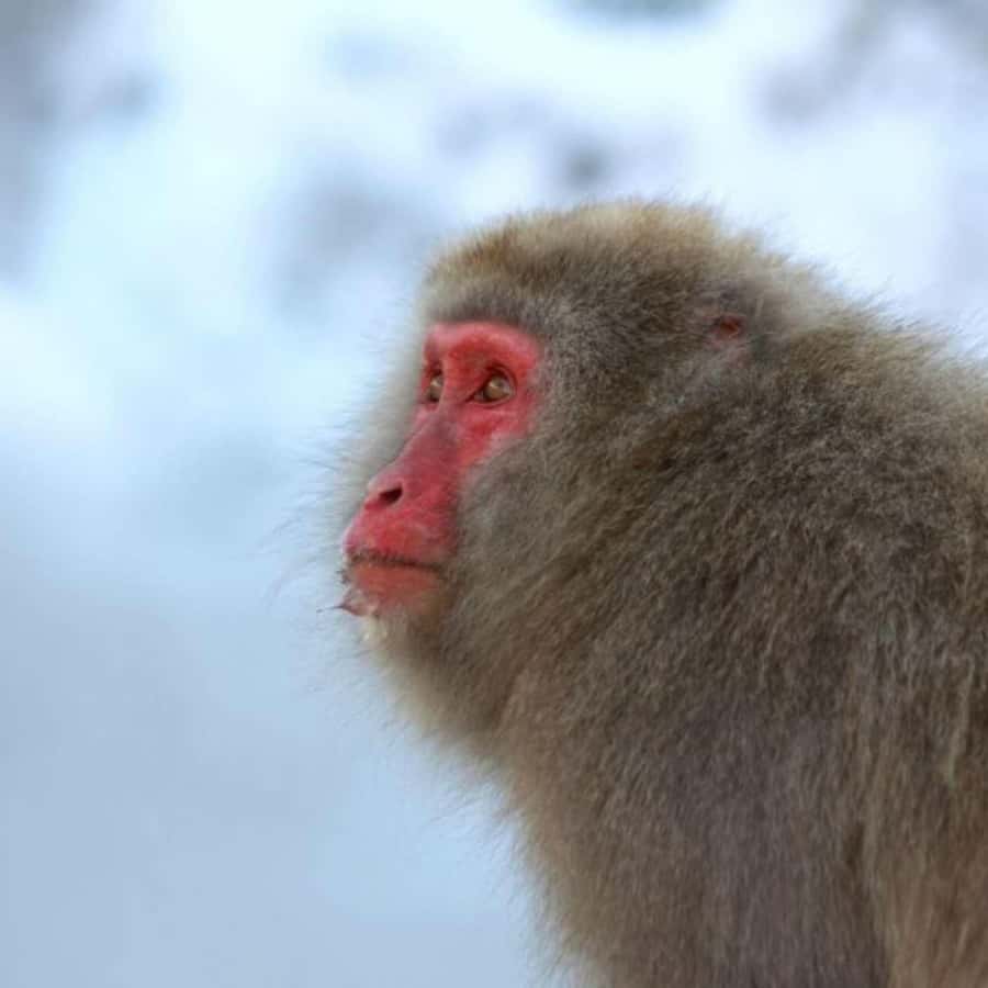 Tokyo: Snow Monkey Park and Zenkoji Temple Private Day Tour - Who should book this day trip?